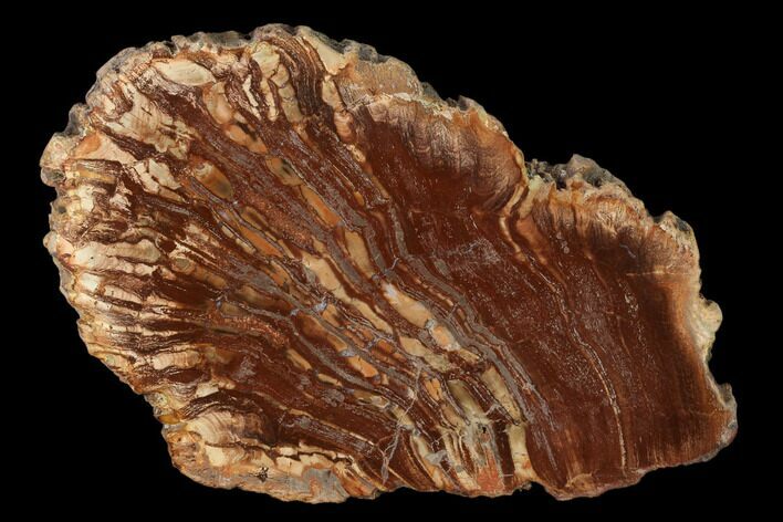 Petrified Horsetail (Calamites?) From Madagascar - Rare! #157853